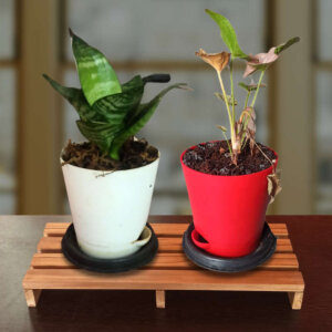 Indoor planter stand